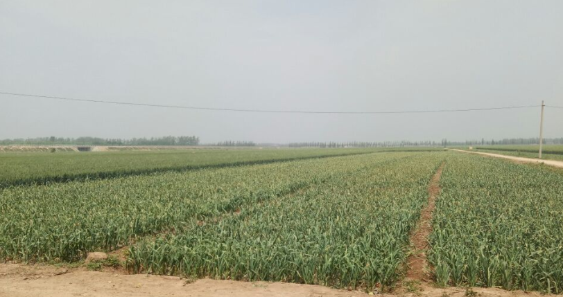 金乡县国家现代农业产业园大蒜绿色标准化种植基地基础配套工程