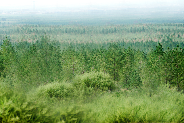 济南市市中区自然资源局2023年森林抚育项目